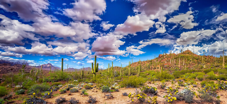 Spring in the Arizona Sonora Desert