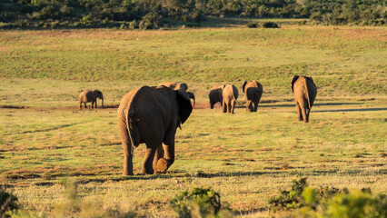 Pack of elephants heading towards the water pond, Addo Elephant National Park, South Africa