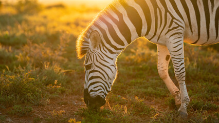 Zebra grazing on the prairie, Addo Elephant National Park, Eastern Cape, South Africa