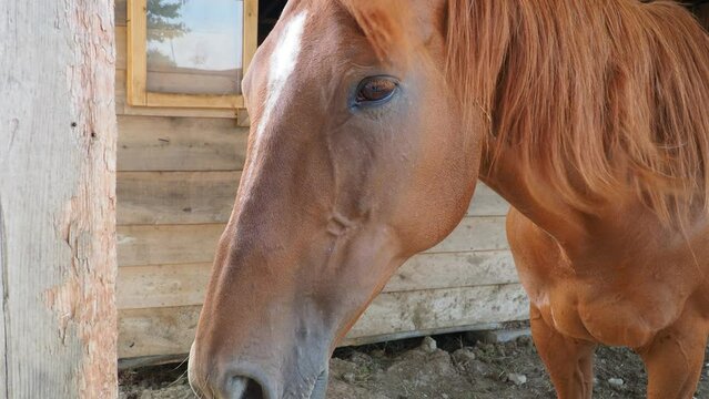 The red suit of the horse is one of the main suits; many other suits have been derived from it. A beautiful sad lonely mare stands in a camp or a wooden stable. The horse calmly looks into the camera.