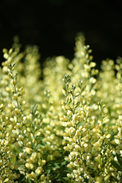 A Vibrant Yellow False Indigo Plant 