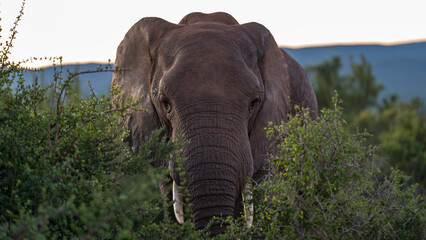 Elephant in the bush, Addo Elephant National Park, South Africa
