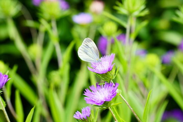 アザミにとまるモンシロチョウ