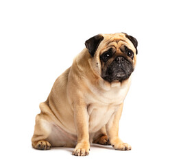 Purebred friendly funny dog pug sits on a white background.
