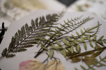 plantas disecadas aplanadas dispuestas sobre cartón blanco