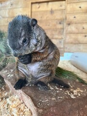 Prairie dog in the zoo
