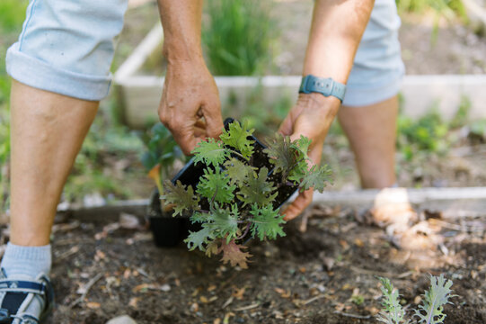 Woman working in her backyard vegetable garden