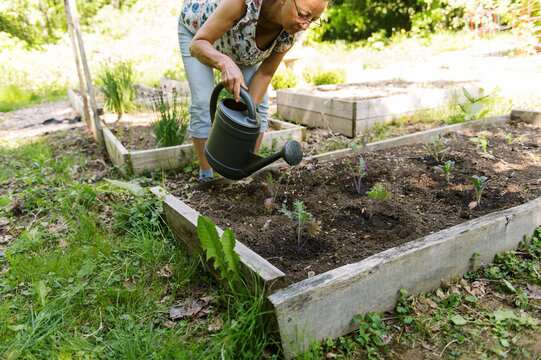 Woman working in her backyard vegetable garden