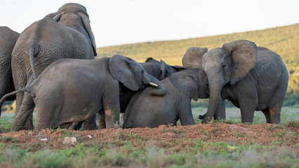 Young elephants playing, Addo Elephant National Park, South Africa