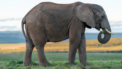 Elephant grazing at Addo Elephant National Park, Eastern Cape, South Africa