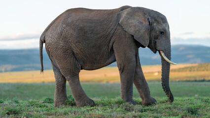 Elephant grazing, Addo Elephant National Park, South Africa