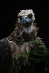 Portrait of vulture with black background.