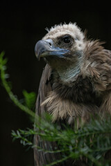Portrait of vulture with black background.