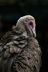 Portrait of vulture with black background.