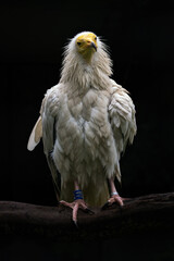 Portrait of vulture with black background.