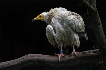 Portrait of vulture with black background.