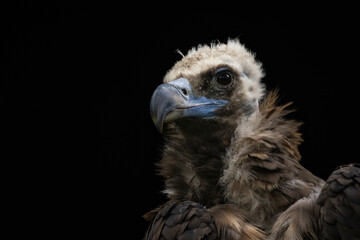 Portrait of vulture with black background.