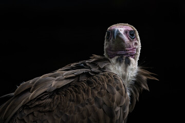 Portrait of vulture with black background.