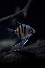 Silver striped angelfish in aquarium.