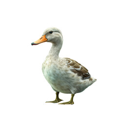 transparent background with a duck