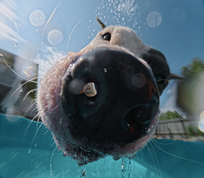 Cute Dog Nose Drinking Water In Heat Summer 
