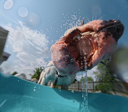 Huge Mouth Of Water Bitting Dog In Summer