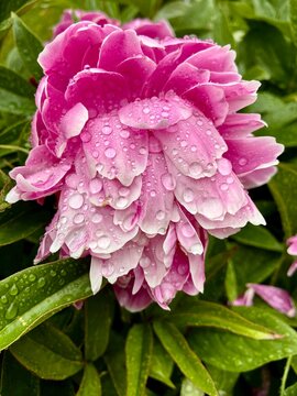 Beautiful peonies after the rain