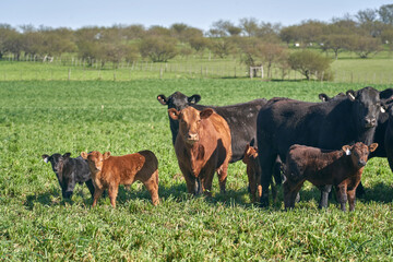 Angus Cattle In Summer Pasture
