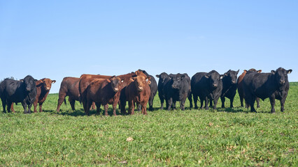 Photograph Of Angus Cows In A Pasture