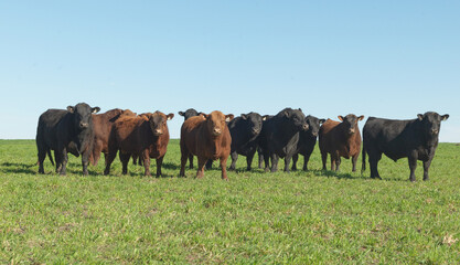 Angus cows looking at camera