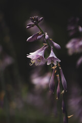 beautiful Hosta flower, Euro hosta, Hosta longipes