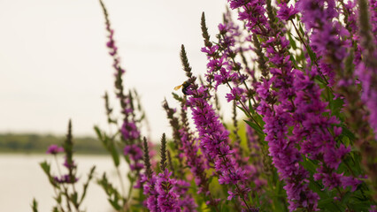 Purple Loosestrife over the river