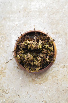 Rose of jericho