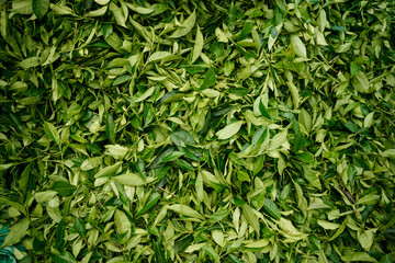 Tea leaves after harvesting on tea plantations