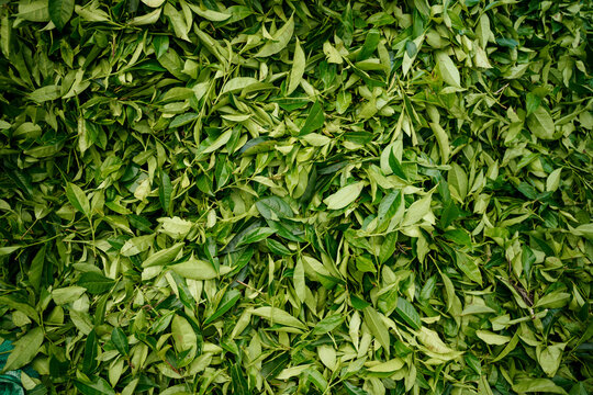 Tea leaves after harvesting on tea plantations