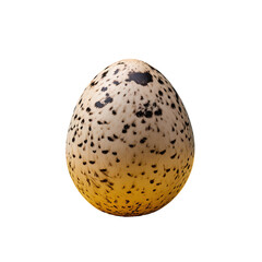 Quail egg close up captured on transparent background