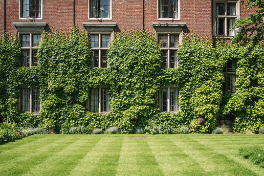An ivy clad building and immaculate lawn