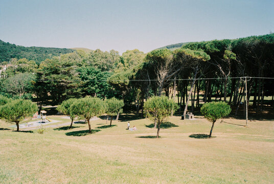 green field with trees on a sunny day - Powered by Adobe