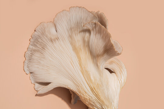 Oyster Mushroom