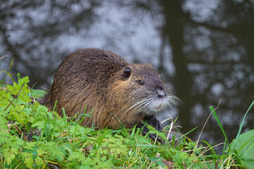 Beaver on the river bank