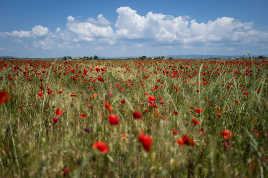 Poppy field in summer