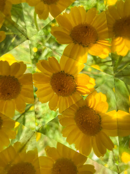 Yellow wildflowers under a kaleidoscopic lens