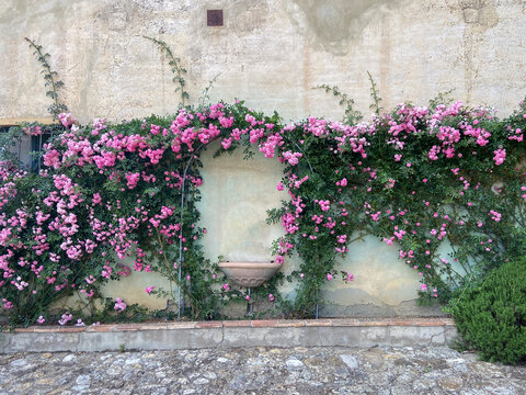Beatiful bush and flowers on the wall