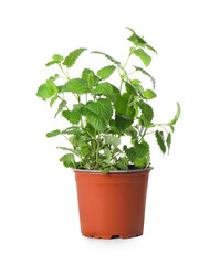 Aromatic green potted lemon balm plant isolated on white