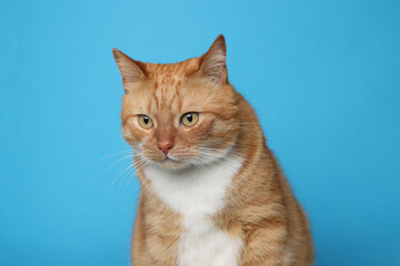 Obraz premium Cute ginger cat on light blue background. Adorable pet