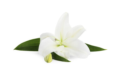 Beautiful fresh lily flower isolated on white