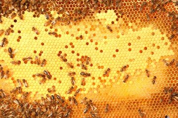 Honeycomb with bees as background, top view