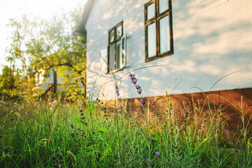 Lavender growing in front of traditional peasant house.