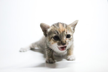 kitten on white