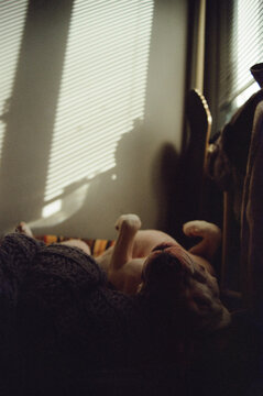 Cute Sleeping Dog Upside Down In Morning Home